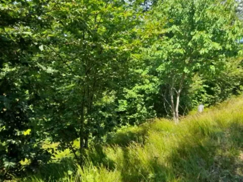 Sale, land lot, 40000m², Žirci, Kolašin - image 5