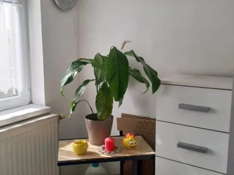 Sale, one bedroom apartment, 35m², Telep, Novi Sad Sve Podlokacije - image 8