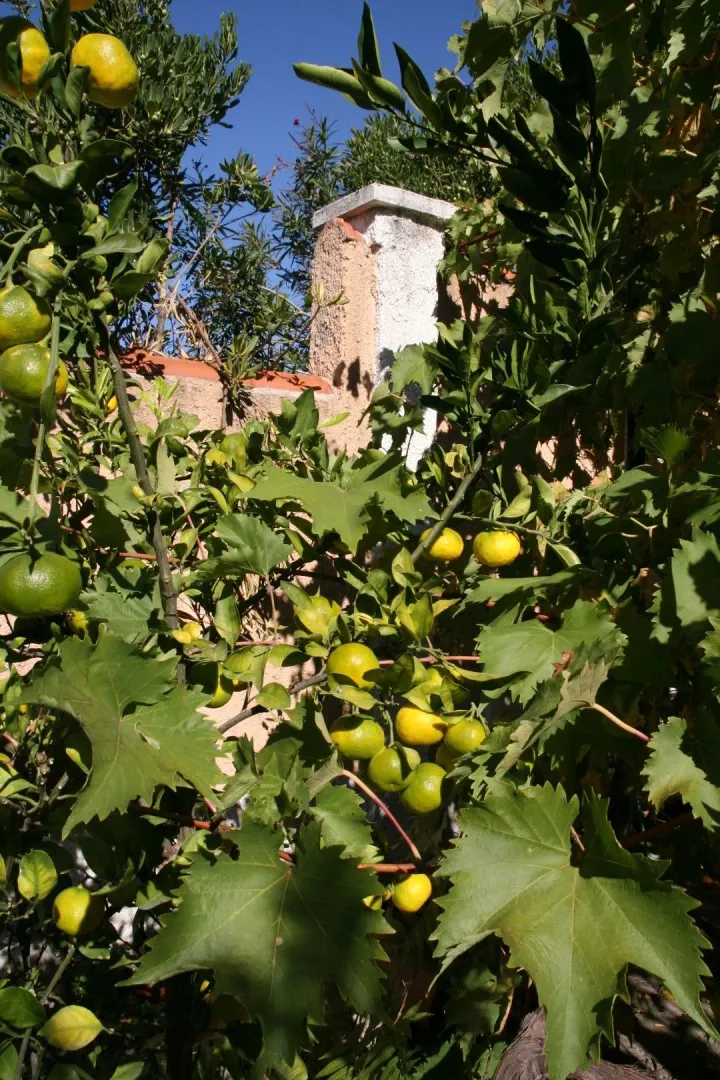 Dvorište sa drvećem citrusa i vinovom lozom pored zida.