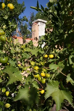 Dvorište sa drvećem citrusa i vinovom lozom pored zida. - image 5