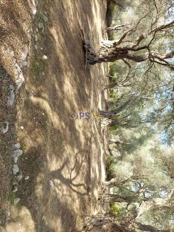 Prodaja, plac, 3500m², Bar, Crna Gora