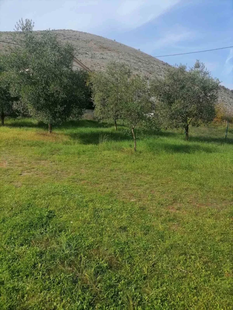 Prostrani plac sa stablima maslina podno brda.