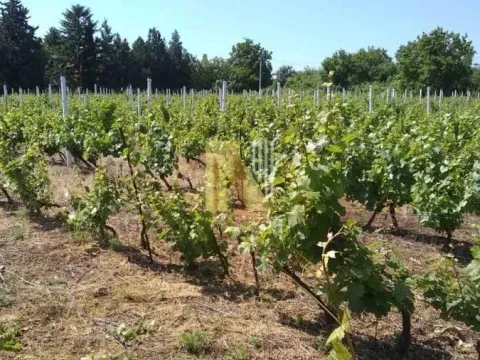 Prodaja, plac, 932m², Petrovaradin, Novi Sad - image 2