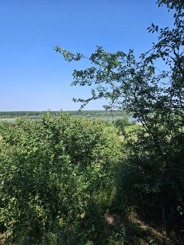 Prodaja, plac, 5000m², Stari Slankamen, Inđija