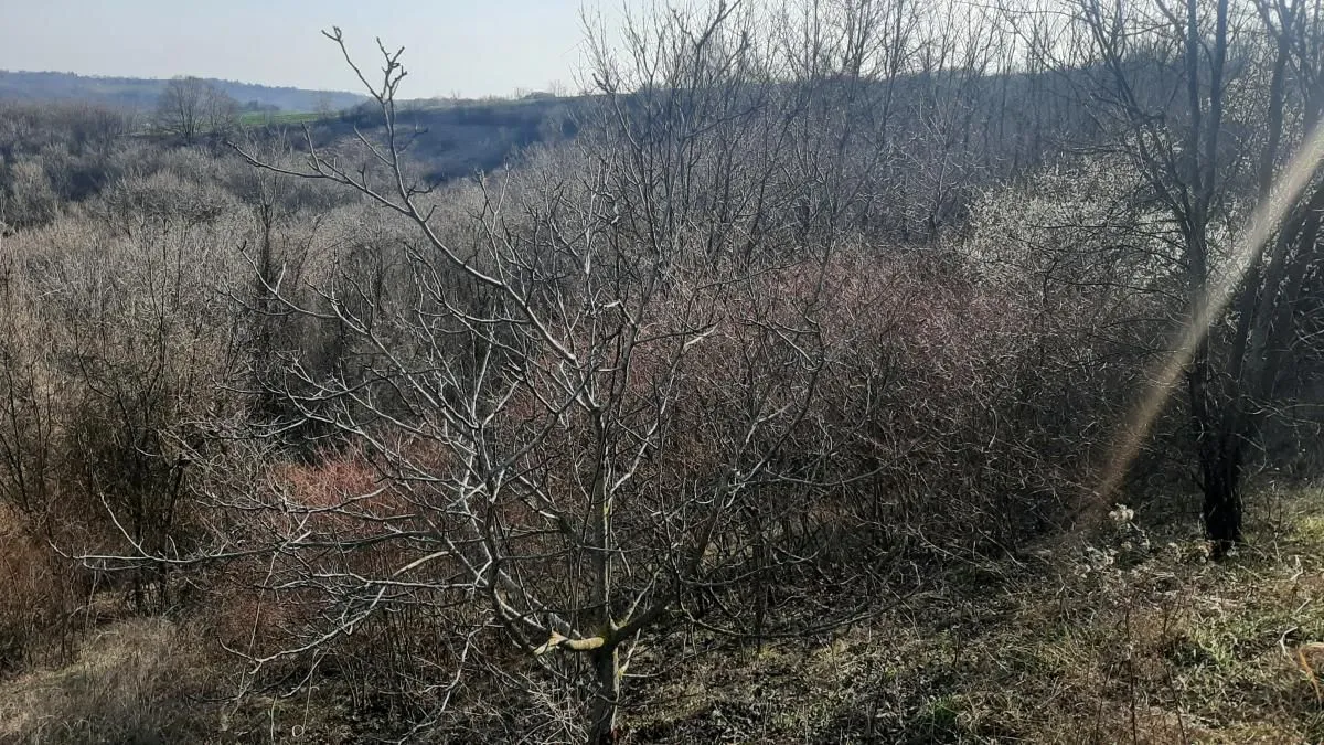 Prodaja, plac, 6400m², Sremski Karlovci, Novi Sad