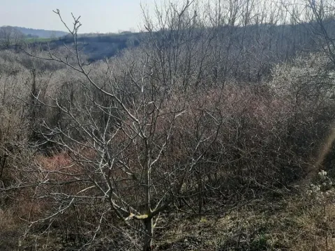 Sale, land lot, 6400m², Sremski Karlovci, Novi Sad - image 7