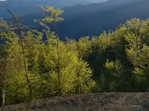 Prodaja, plac, 22000m², Kolašin, Crna Gora - image 3