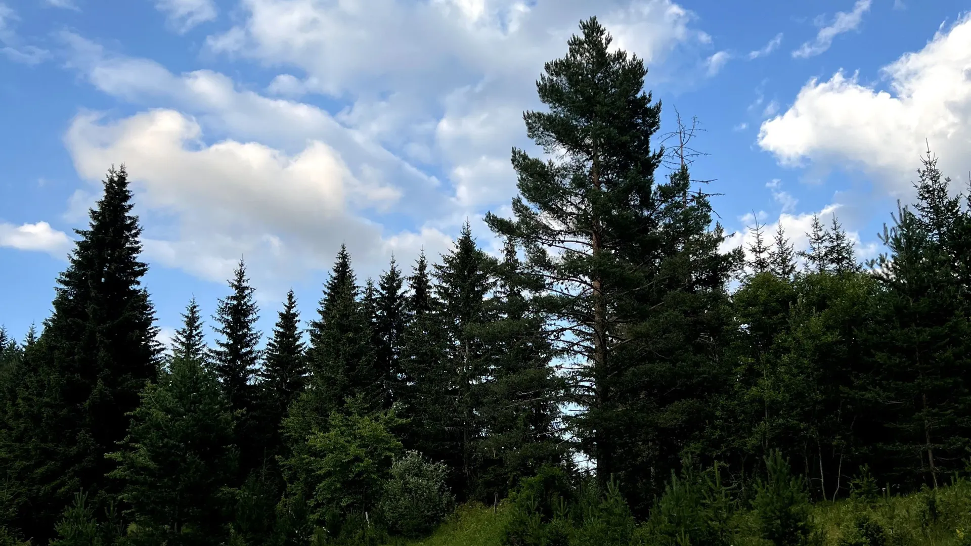 Prodaja, plac, 1550m², Podgora, Žabljak