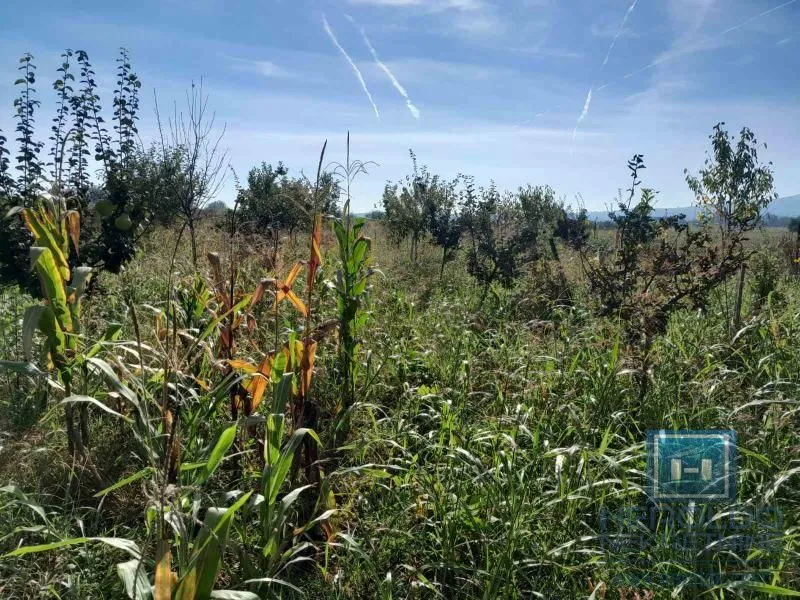 Prodaja, plac, 1331m², Kupusara, Jagodina
