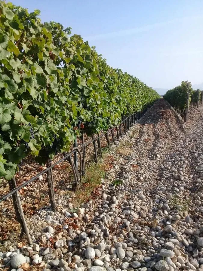 Pogled na zasađeni vinograd sa sistemom za navodnjavanje.