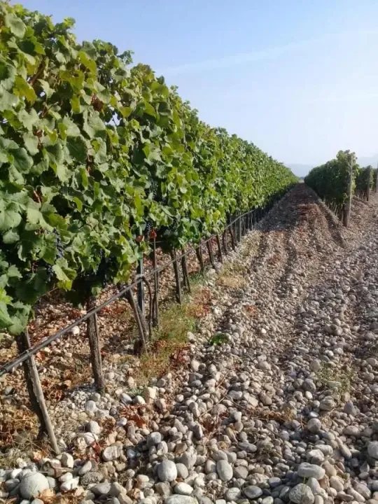 Sale, land lot, 15000m², Podgorica, Crna Gora