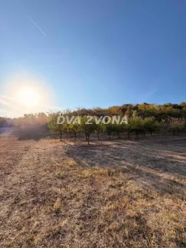 Pogled na prostrano zemljište sa drvećem. - image 5