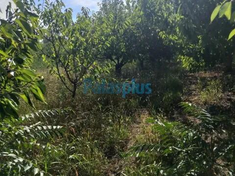 Sale, land lot, 4914m², Plavinci, Grocka - image 6