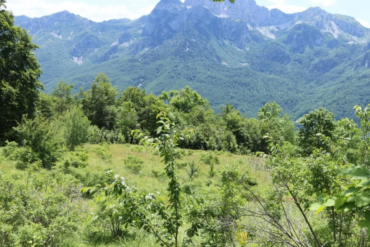 Prodaja, plac, 45000m², Gornje Lipovo, Kolašin