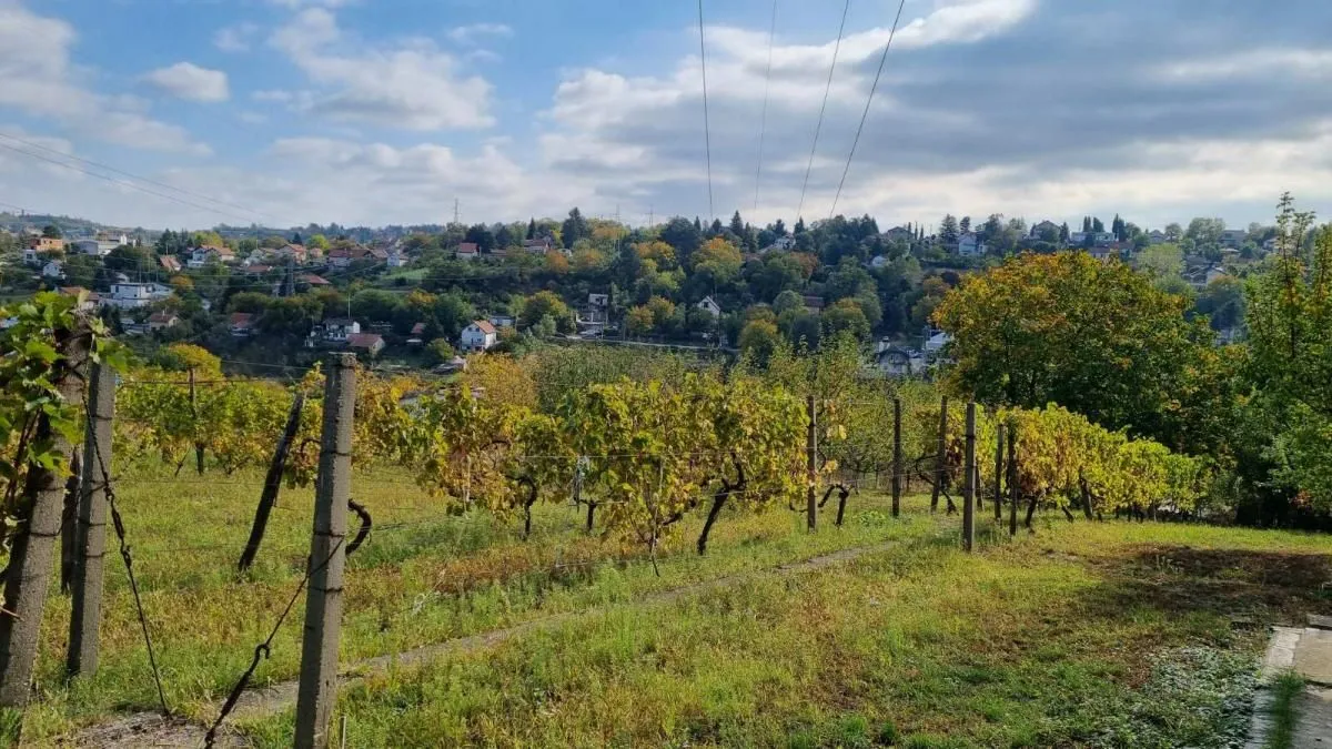 Prodaja, plac, 3000m², Sremska Kamenica, Petrovaradin