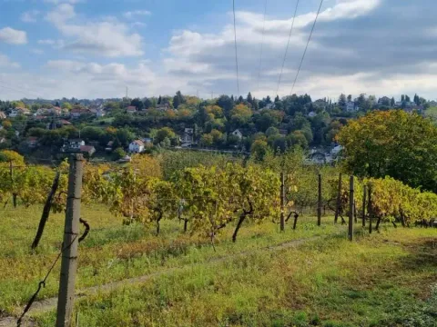 Prodaja, plac, 3000m², Sremska Kamenica, Petrovaradin - image 2