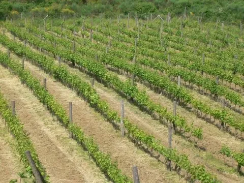 Prodaja, plac, 83000m², Radanovići, Kotor - image 2