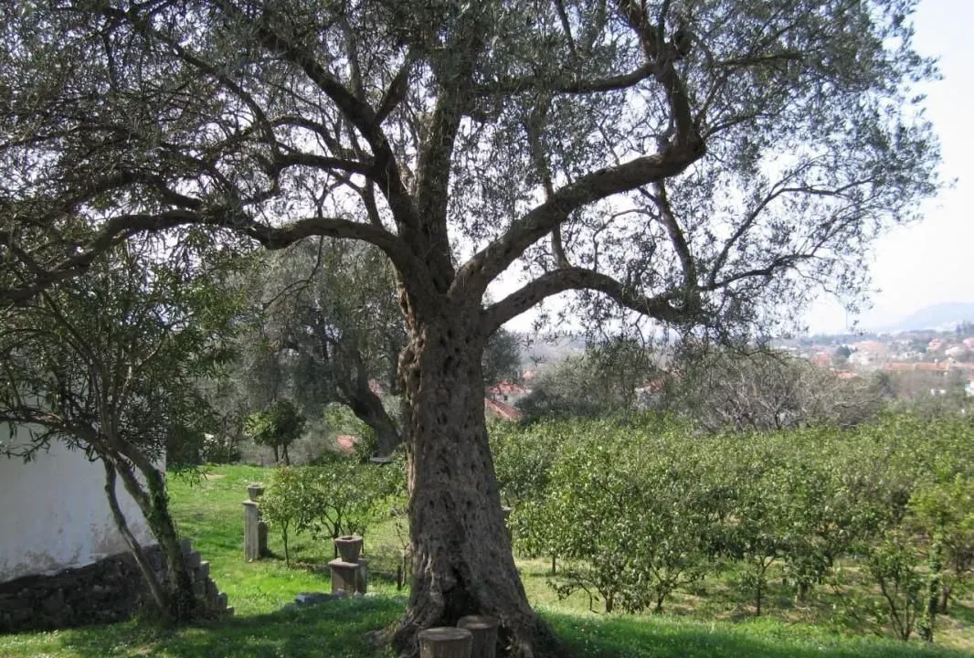 Sale, land lot, 2025m², Bartula, Bar