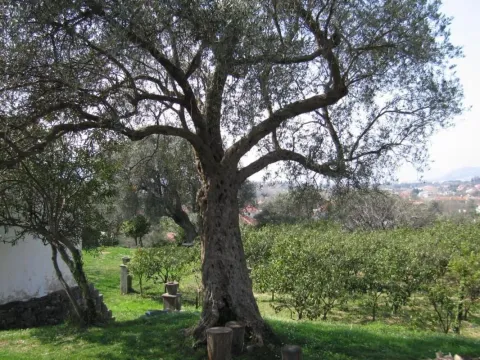 Sale, land lot, 2025m², Bartula, Bar - image 1