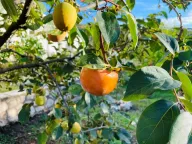 Prodaja, kuća, 202m², Utjeha, Bar - image 17