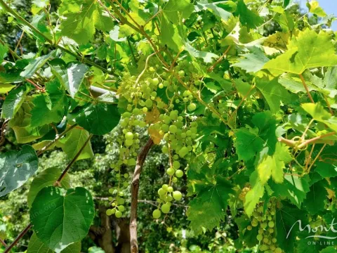 Sale, house, 174m², Muo, Kotor - image 44