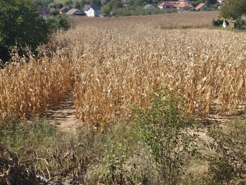 Prodaja, plac, 2300m², Banja Vrdnik, Irig - image 4