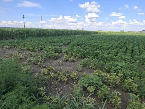 Sale, land lot, 9400m², Futog, Novi Sad Sve Podlokacije - image 3