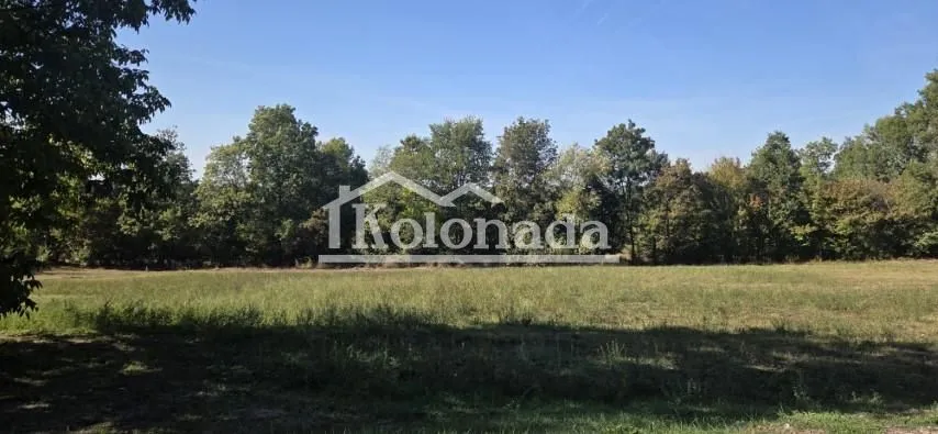 Pogled na zeleno dvorište i šumu sa veštačkog ili prirodnog placa.