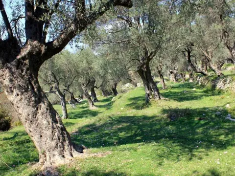 Prodaja, plac, 2300m², Bar, Crna Gora - image 2