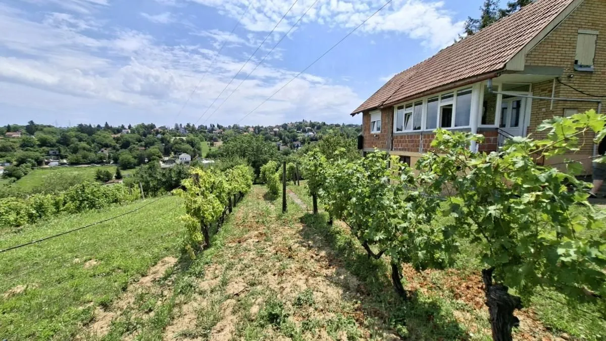 Prodaja, plac, 3000m², Bocke, Petrovaradin