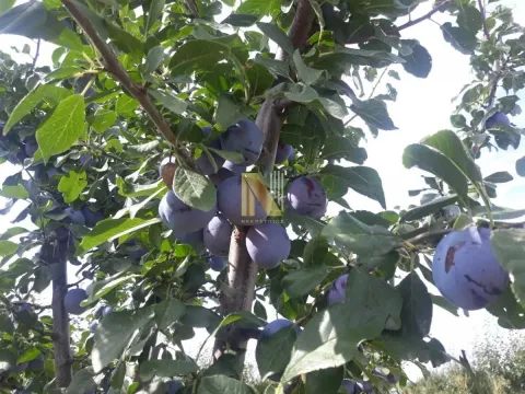 Prodaja, plac, 74000m², Žabalj, Srbija - image 3