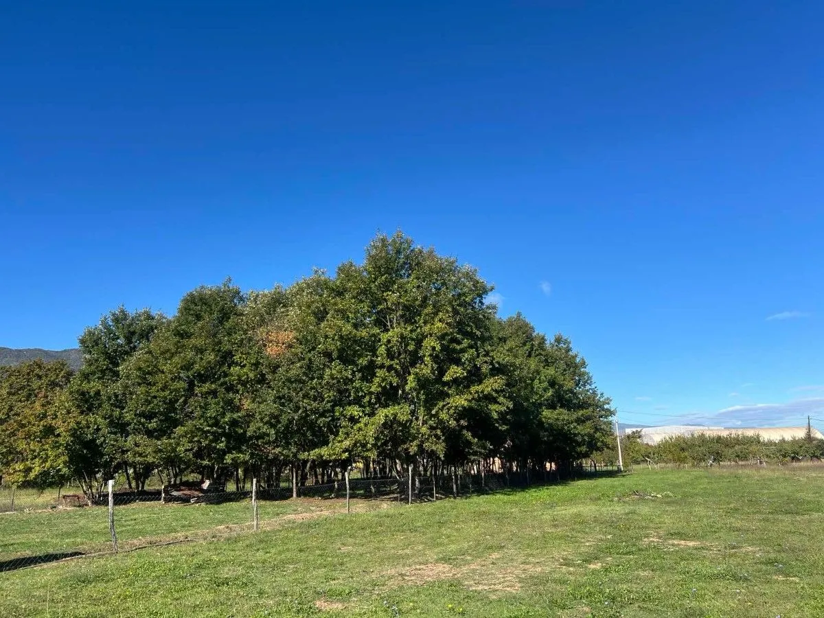 Prodaja, plac, 1258m², Ćurilac, Danilovgrad