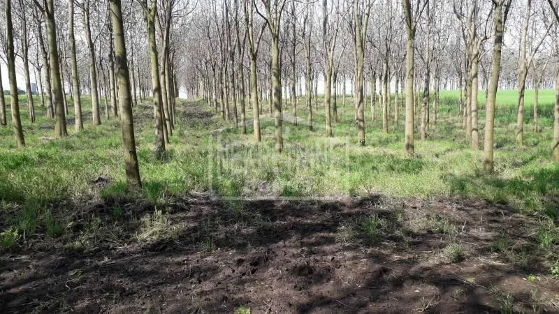Prodaja, plac, 25312m², Mišićevo, Subotica