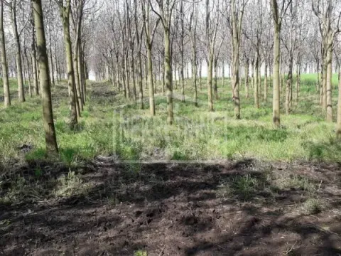 Sale, land lot, 25312m², Mišićevo, Subotica - image 4