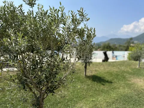Young olive tree in the yard with a lawn and a view of the surrounding mountains. - image 5