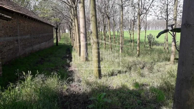 Prodaja, plac, 25312m², Mišićevo, Subotica