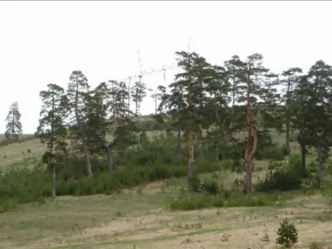 Sale, land lot, 94491m², Zlatibor, Srbija - image 2