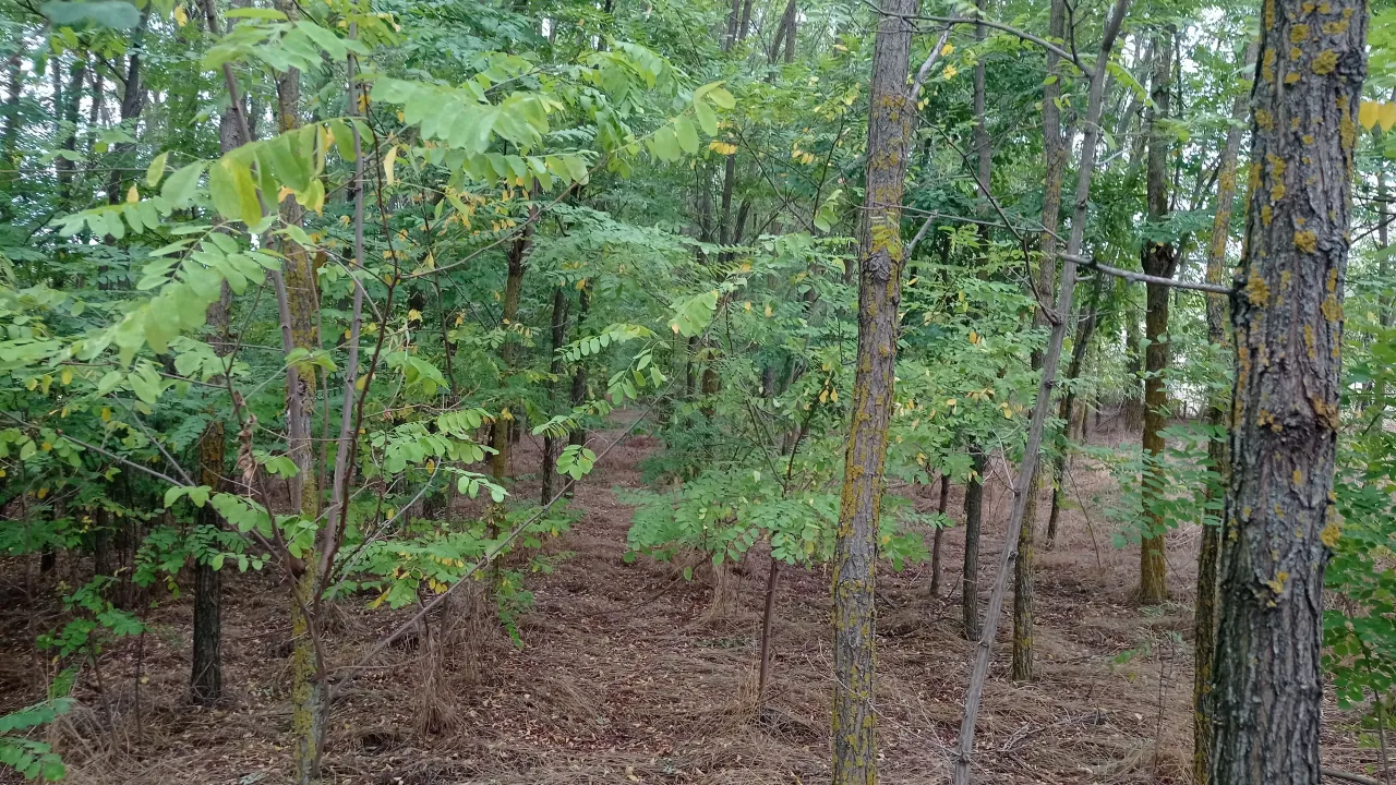 Sale, land lot, 7400m², Kelebija, Subotica