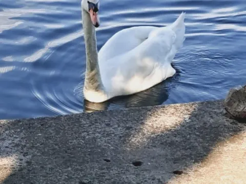 Stan-na-dan, trosoban stan, 60m², Srebrno jezero, Veliko Gradište - image 11