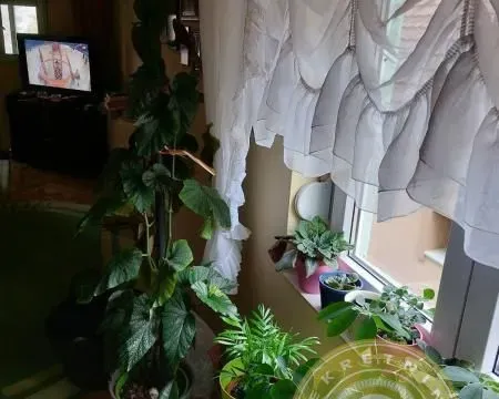 Sale, house, 100m², Veternik, Novi Sad Sve Podlokacije - image 16