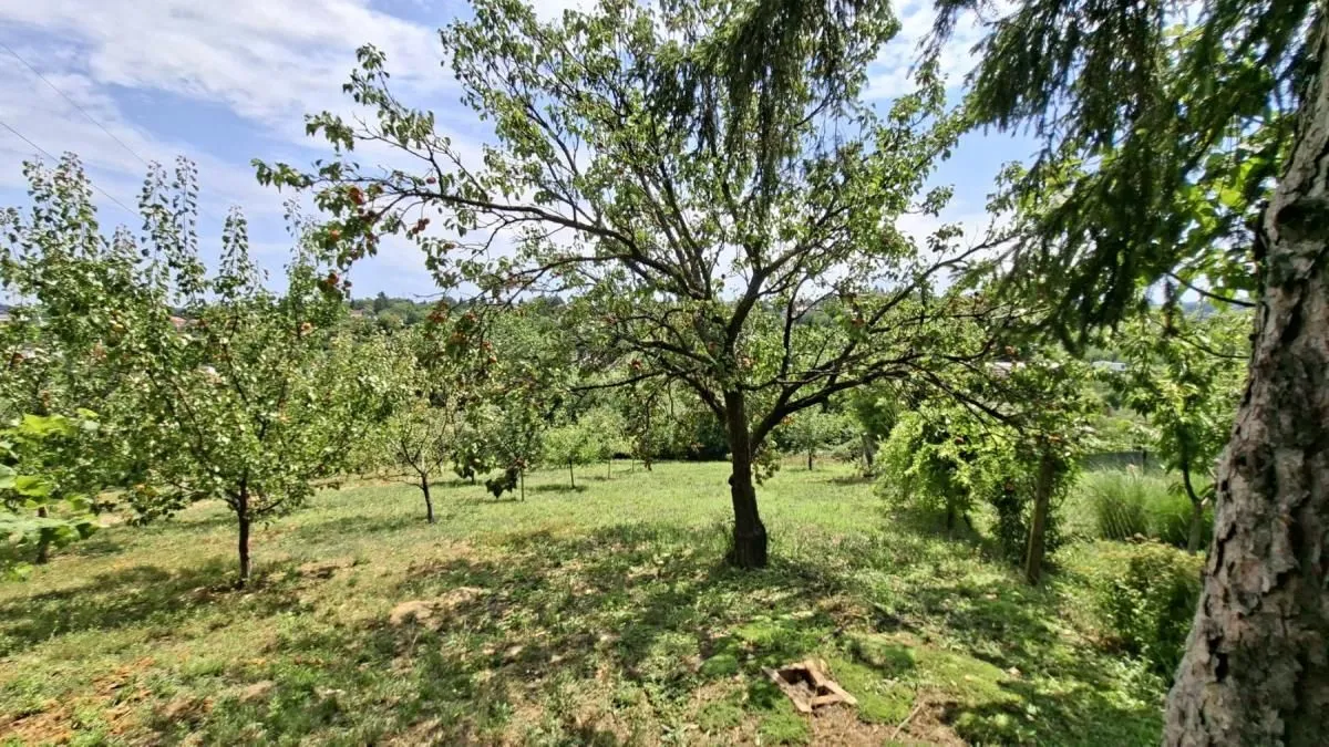 Prodaja, plac, 3000m², Bocke, Petrovaradin