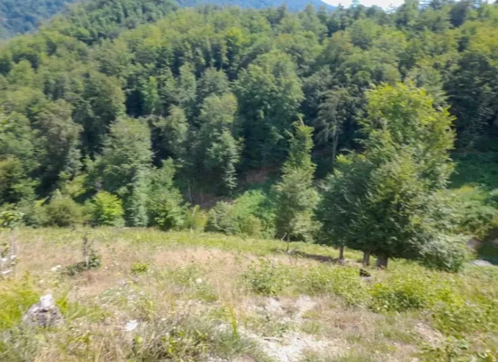 Prodaja, plac, 40000m², Žirci, Kolašin