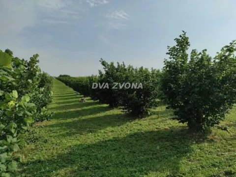 Prodaja, plac, 6800m², Stari Slankamen, Inđija - image 8