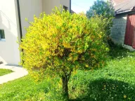 Prodaja, kuća, 115m², Pljevlja, Crna Gora - image 10