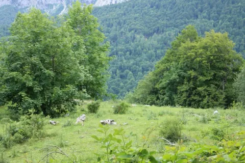 Prodaja, plac, 45000m², Gornje Lipovo, Kolašin - image 10