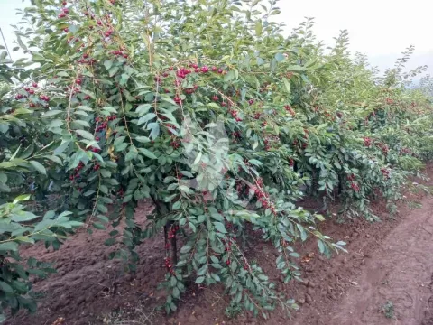 Prodaja, plac, 13700m², Koraćica, Mladenovac - image 17