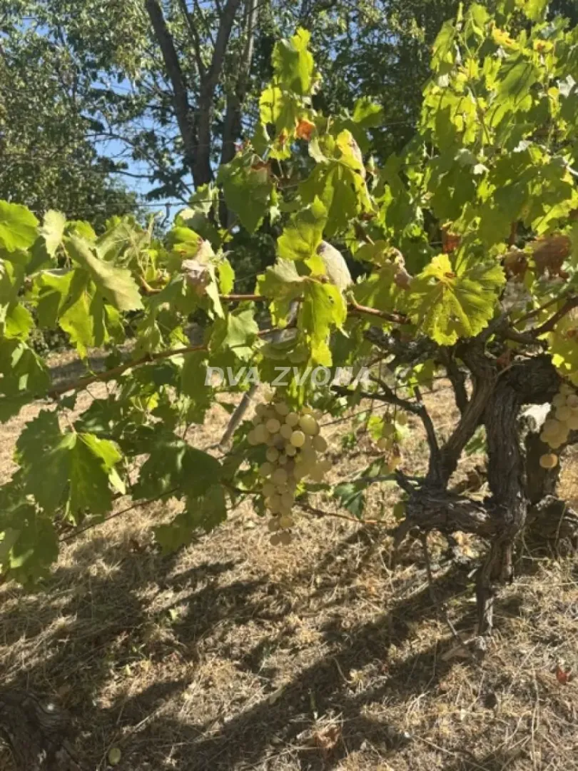 Čokot vinove loze sa zrelim grožđem u dvorištu.