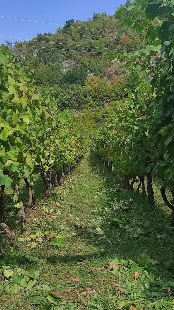 Pogled na vinograd sa zelenim lozama i travnatom stazom.