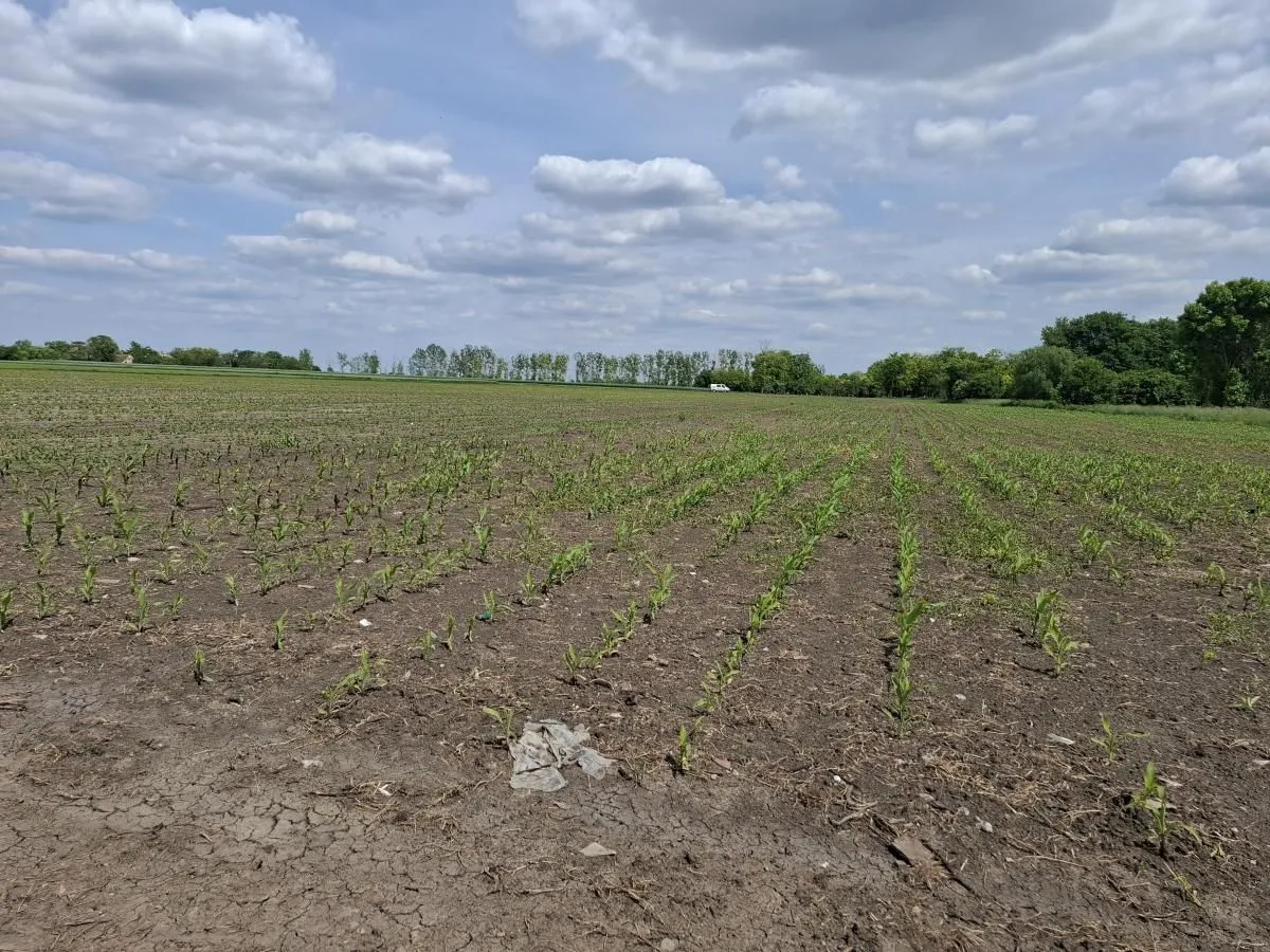 Sale, land lot, 268m², Čenej, Novi Sad Sve Podlokacije