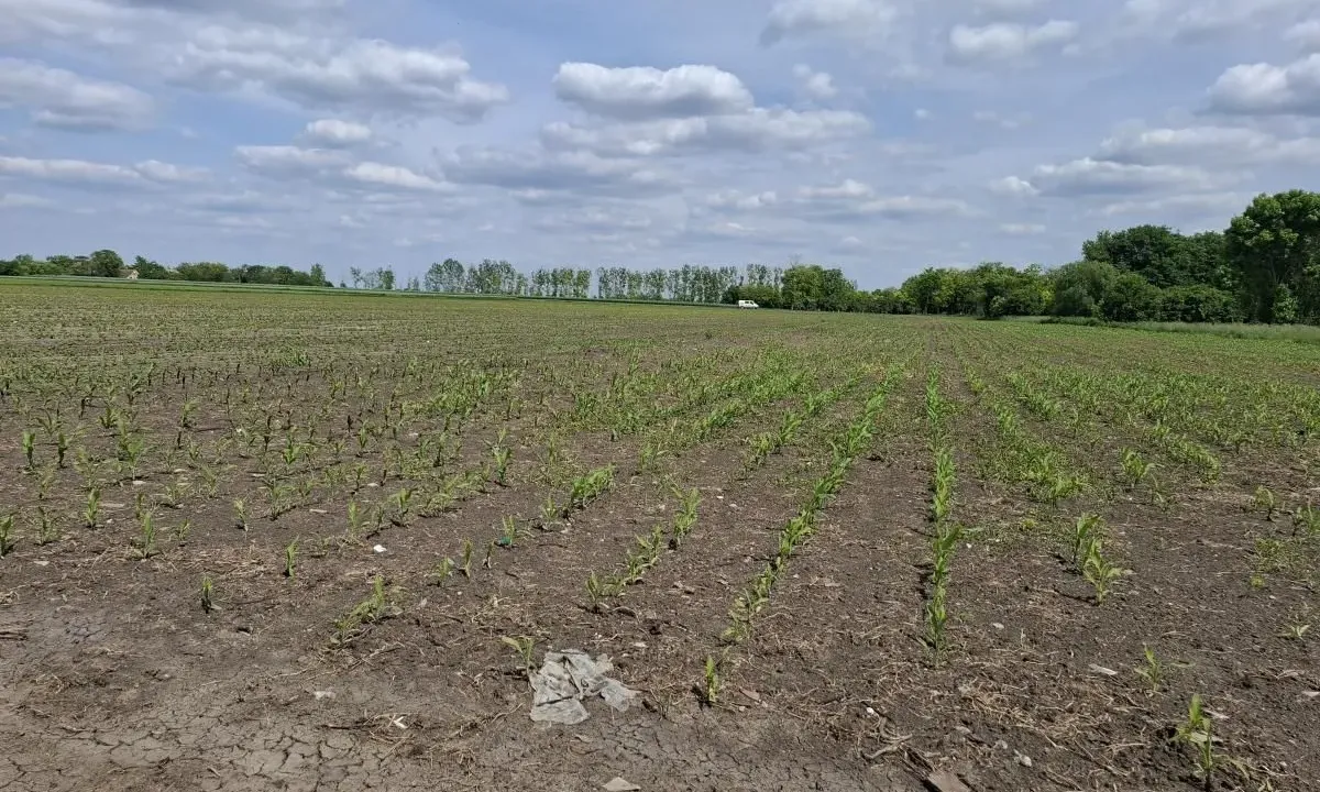 Sale, land lot, 268m², Čenej, Novi Sad Sve Podlokacije